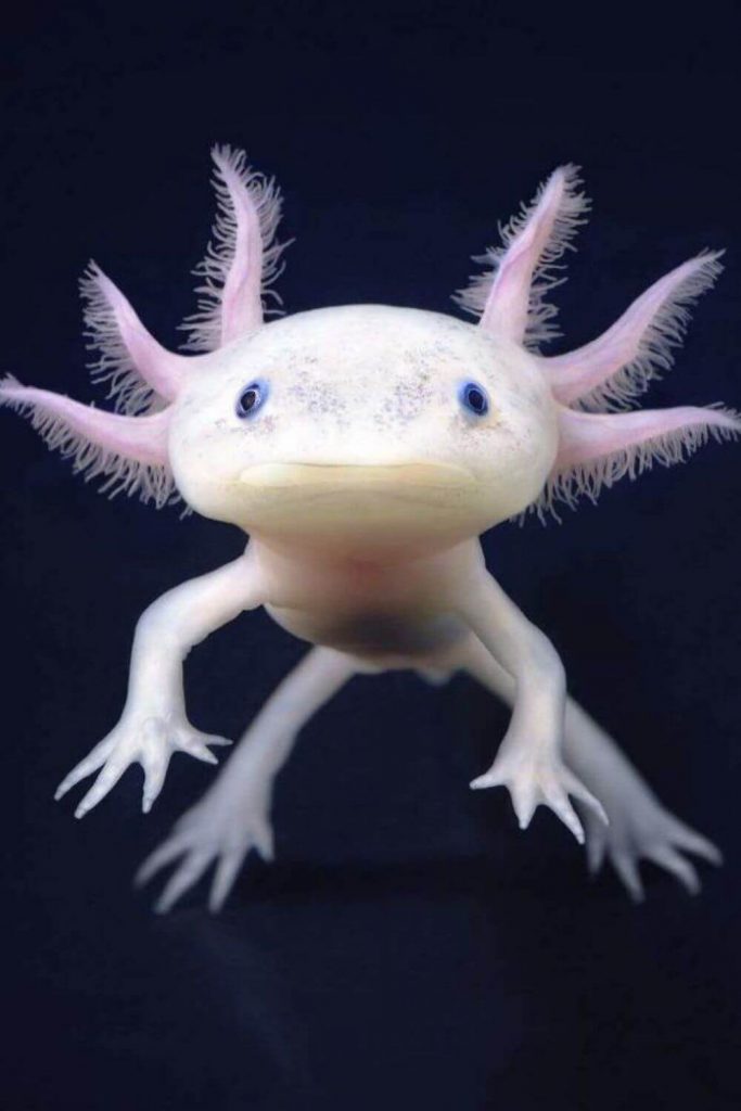 The role of art in connecting with nature through the lens of Tim Flach #timflach #nature