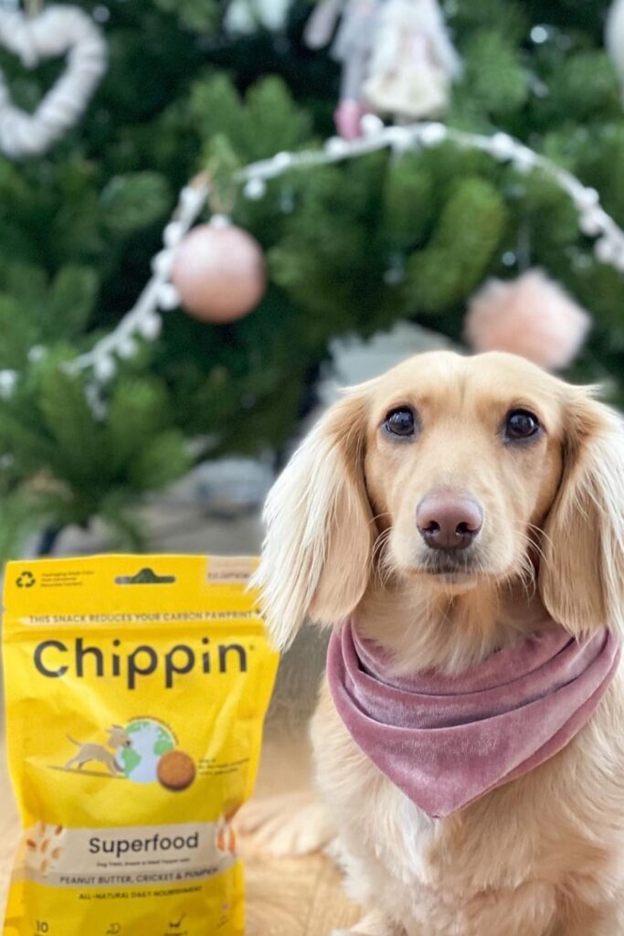 Sniff Out These 6 Eco Friendly Dog Food Brands