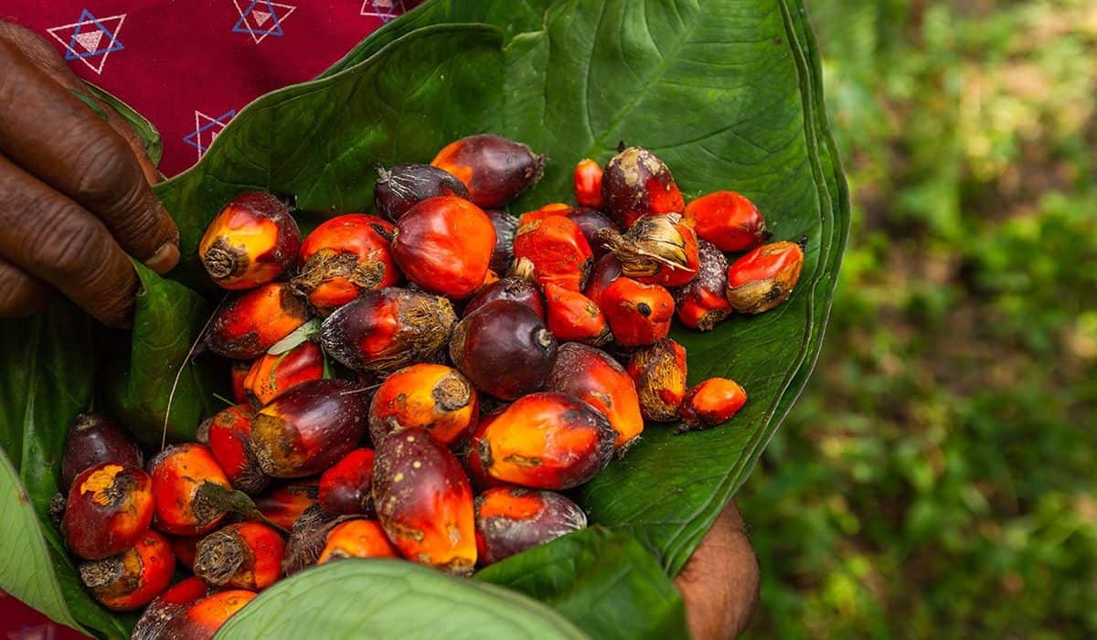 Palm Oil Free: Green Or Greenwashing?