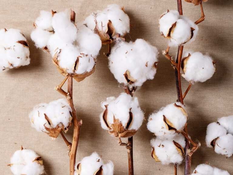 What Is BCI Cotton & How Sustainable Is It?