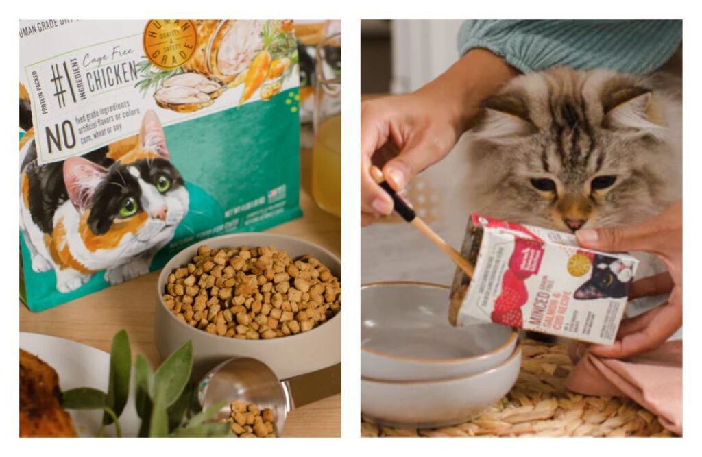 8 Eco Friendly Cat Foods To Make All 9 Lives Sustainable