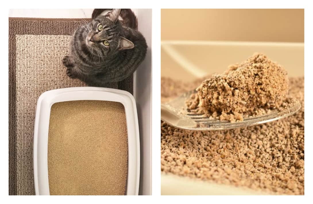 8 EcoFriendly Cat Litter Brands That Are Pawsitively Purrfect