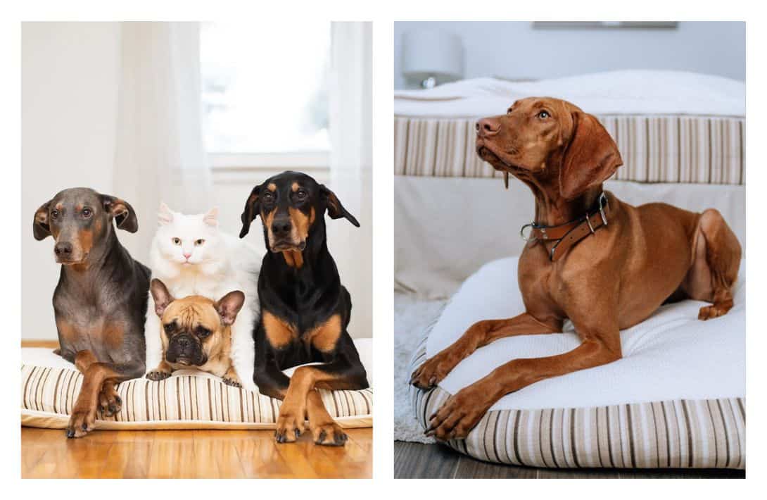7 Organic Dog Beds For Naturally Non-Toxic Dog Day Naps Images by Essentia #organicdogbeds #bestorganicdogbeds #organiccottondogbeds #nontoxicdogbeds #nontoxicorthopediadogbeds #naturalorganicdogbeds #sustainablejungle
