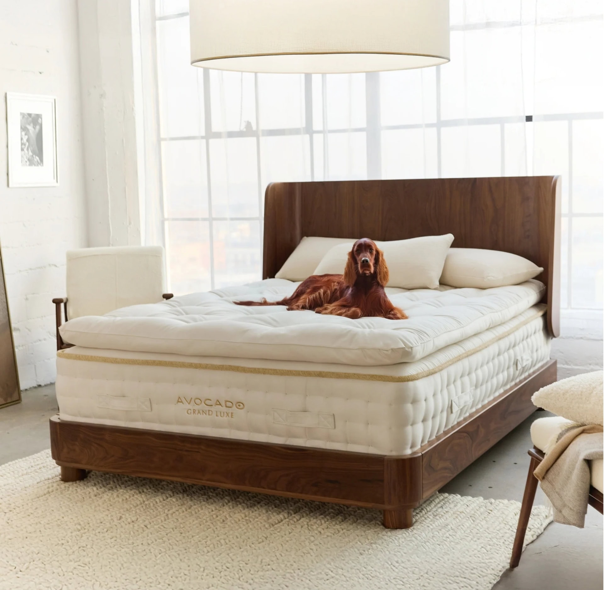Avocado Green Mattress Grand Luxe in a sunlit bedroom with a dog on top — featured in Sustainable Jungle’s brand rating of Avocado, recognized for its sustainable, non-toxic, and ethical mattress craftsmanship