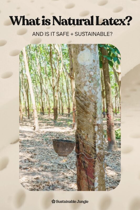 Is Natural & Organic Latex Safe and Sustainable? Description: Organic latex comes from rubber trees and is one of the best materials for non-toxic sleep. But the sustainability story has some wrinkles. Here's what you need to know about certifications, deforestation, and safety. #organiclatex #sustainablemattress #ecofriendlysleep