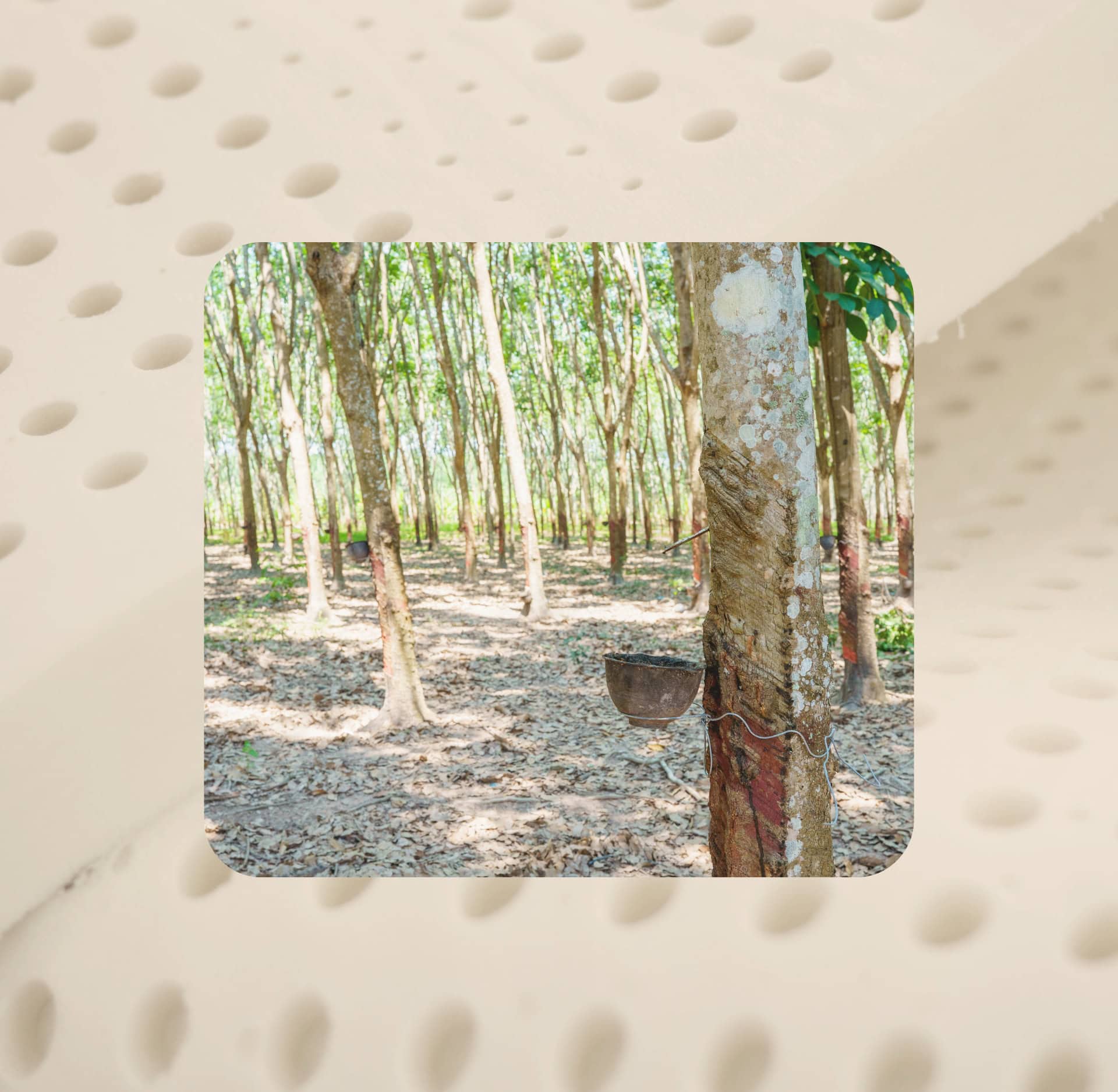 Natural latex rubber tree being tapped on a plantation, with a collection cup catching the milky sap, set against a background of organic latex foam showing its characteristic pinhole texture. Sustainable Jungle's guide to what is organic latex.